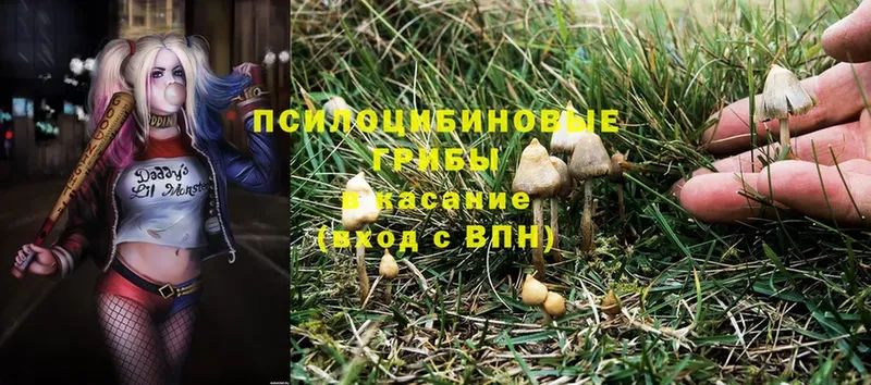 hydra зеркало  Мирный  Псилоцибиновые грибы Psilocybe 