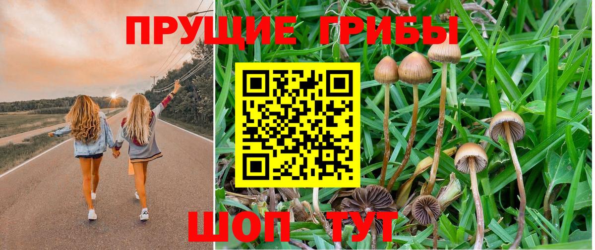 Псилоцибиновые грибы Cubensis  Псилоцибиновые грибы прущие грибы  Мирный 